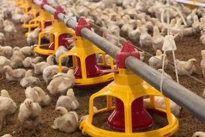 Essential Poultry Farming Equipment Guide: Maximize Yields | The Conscious Farmer | Sustainable Agriculture for a Healthier Planet