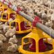 Essential Poultry Farming Equipment Guide: Maximize Yields | The Conscious Farmer | Sustainable Agriculture for a Healthier Planet