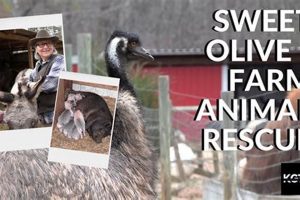 Saving Lives: Sweet Olive Farm Animal Rescue &amp; Care | The Conscious Farmer | Sustainable Agriculture for a Healthier Planet