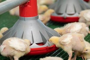 Essential Farm Poultry Equipment: Guide & Solutions | The Conscious Farmer | Sustainable Agriculture for a Healthier Planet