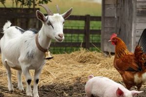 Profitable Farm Animal on Small Acreage? Top Picks! | The Conscious Farmer | Sustainable Agriculture for a Healthier Planet