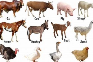 Farm Animal Variety: Exploring Types of Animals on a Farm Today | The Conscious Farmer | Sustainable Agriculture for a Healthier Planet