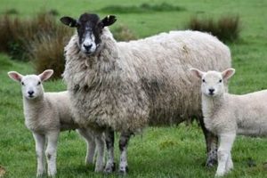 Top Best Farm Animals for a Thriving Homestead: A Guide | The Conscious Farmer | Sustainable Agriculture for a Healthier Planet