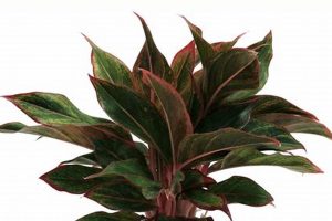 Grow Lush: Costa Farms House Plants (Tips & Care) | The Conscious Farmer | Sustainable Agriculture for a Healthier Planet