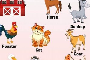 Decoding: Toddlers' Farm Animal Terms Explained | The Conscious Farmer | Sustainable Agriculture for a Healthier Planet