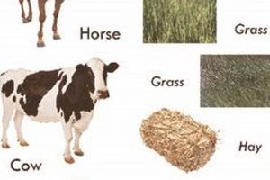 Best Diet: Food for Farm Animals Guide & Tips | The Conscious Farmer | Sustainable Agriculture for a Healthier Planet