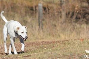 Visit Ritter Farm Dog Park: A Canine Haven | The Conscious Farmer | Sustainable Agriculture for a Healthier Planet