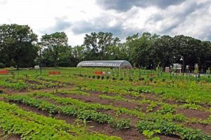 Visit Frogtown Park and Farm: Your Urban Oasis! | The Conscious Farmer | Sustainable Agriculture for a Healthier Planet
