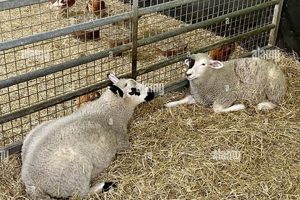 Discover Your Local Sheep Farm Park Fun! | The Conscious Farmer | Sustainable Agriculture for a Healthier Planet