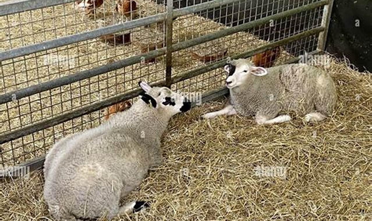 Discover Your Local Sheep Farm Park Fun!