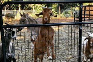 Discover: Fairytale Farm Animal Sanctuary Rescues Near You | The Conscious Farmer | Sustainable Agriculture for a Healthier Planet