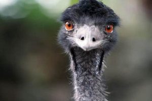 Unusual Exotic Farm Animals: Diversify Your Homestead! | The Conscious Farmer | Sustainable Agriculture for a Healthier Planet