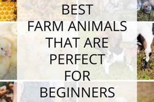 Top Easiest Farm Animal to Take Care of for Beginners? | The Conscious Farmer | Sustainable Agriculture for a Healthier Planet