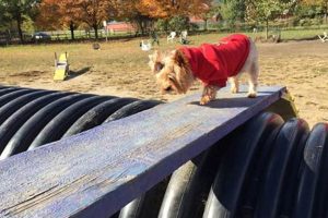 Your Guide to Starr Farm Dog Park Burlington VT | Off-Leash Fun! | The Conscious Farmer | Sustainable Agriculture for a Healthier Planet