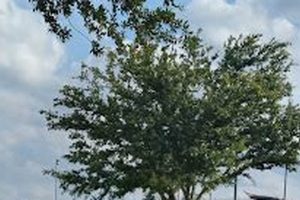 Visit Forney Community Park Near FM 548, Forney TX | Guide | The Conscious Farmer | Sustainable Agriculture for a Healthier Planet