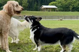 Unleash Joy at Carden Farm Dog Park: Your Guide + More! | The Conscious Farmer | Sustainable Agriculture for a Healthier Planet