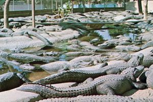 Visit Alligator Farm Buena Park: Shows & More! | The Conscious Farmer | Sustainable Agriculture for a Healthier Planet