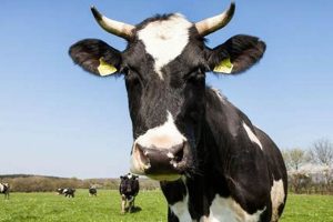 Animal Farm: The Cow's Role in Orwell's Allegory | The Conscious Farmer | Sustainable Agriculture for a Healthier Planet