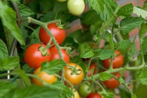 Your North Florida Feed & Farm Supply Source | The Conscious Farmer | Sustainable Agriculture for a Healthier Planet