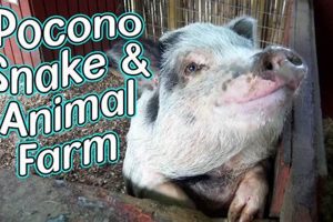 Snake in Animal Farm PA: Allegory & Animal Corruption | The Conscious Farmer | Sustainable Agriculture for a Healthier Planet