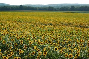 Visit a Vibrant Sunflower Farm in CT: Blooms & Fun! | The Conscious Farmer | Sustainable Agriculture for a Healthier Planet