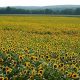 Visit a Vibrant Sunflower Farm in CT: Blooms & Fun! | The Conscious Farmer | Sustainable Agriculture for a Healthier Planet