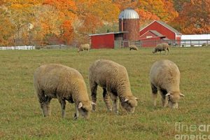 Discover Peckham Farm: Urban Farming Oasis | The Conscious Farmer | Sustainable Agriculture for a Healthier Planet