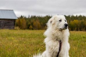 Top Great Farm Dogs Breeds: A Farmer's Guide | The Conscious Farmer | Sustainable Agriculture for a Healthier Planet