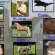 Animal Farm: Who Does the Cat Represent? Meaning & Symbolism | The Conscious Farmer | Sustainable Agriculture for a Healthier Planet