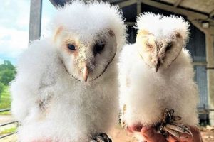 Best Owl Farm Guide: Care & Breeding Tips | The Conscious Farmer | Sustainable Agriculture for a Healthier Planet