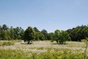 Explore Mason Farm Biological Reserve: A Nature Haven | The Conscious Farmer | Sustainable Agriculture for a Healthier Planet