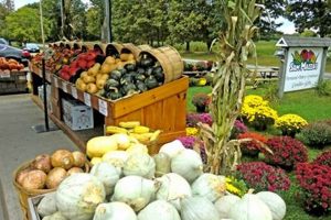 Your Local Mazza Farm Colchester VT | Fresh Vermont Goodness! | The Conscious Farmer | Sustainable Agriculture for a Healthier Planet