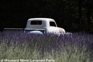 Visit Wayward Winds Lavender Farm: Scents & Beauty! | The Conscious Farmer | Sustainable Agriculture for a Healthier Planet