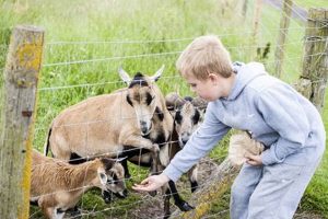 Guide to Feeding Farm Animals Right: Tips &amp; Best Practices | The Conscious Farmer | Sustainable Agriculture for a Healthier Planet