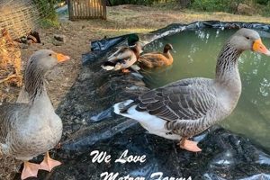 A Guide to Metzer Farms Ducks: Breeds & Care Tips | The Conscious Farmer | Sustainable Agriculture for a Healthier Planet