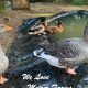A Guide to Metzer Farms Ducks: Breeds & Care Tips | The Conscious Farmer | Sustainable Agriculture for a Healthier Planet