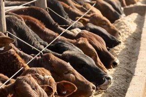 Best Farm Feed: Nutrition &amp; Savings Tips! | The Conscious Farmer | Sustainable Agriculture for a Healthier Planet