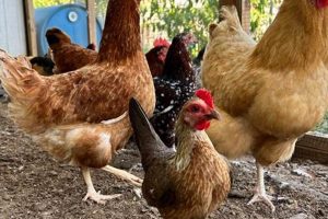Honest Honn Farms Arthur Reviews: Local Farming Insights | The Conscious Farmer | Sustainable Agriculture for a Healthier Planet