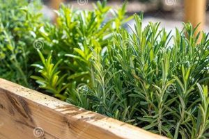 Boost Aromatic Farming: Fragrant Crops &amp; Oils | The Conscious Farmer | Sustainable Agriculture for a Healthier Planet