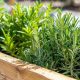 Boost Aromatic Farming: Fragrant Crops &amp; Oils | The Conscious Farmer | Sustainable Agriculture for a Healthier Planet