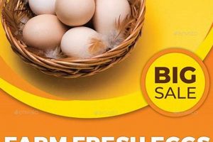 Local Farm Fresh Eggs Price: What to Expect (Year) | The Conscious Farmer | Sustainable Agriculture for a Healthier Planet