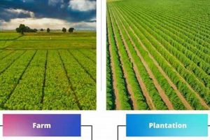 Unveiling the Plantation vs Farm: Key Farming Differences | The Conscious Farmer | Sustainable Agriculture for a Healthier Planet