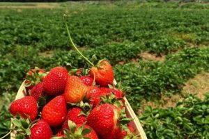 Visit: Strawberry Farm Long Island Guide & More! | The Conscious Farmer | Sustainable Agriculture for a Healthier Planet