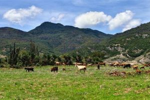 Exploring Mexico Farms: Sustainable Practices & Growth | The Conscious Farmer | Sustainable Agriculture for a Healthier Planet