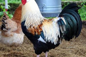 Green Fire Farms: Sustainable Farming Future | The Conscious Farmer | Sustainable Agriculture for a Healthier Planet