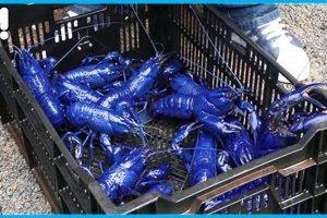 Guide to Crawfish Farming: Tips &amp; Techniques | The Conscious Farmer | Sustainable Agriculture for a Healthier Planet