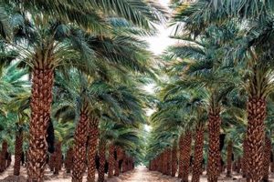 Visit Date Farms Palm Springs, CA: A Fruity Desert Escape | The Conscious Farmer | Sustainable Agriculture for a Healthier Planet