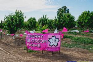 Discover the Best Cherry Blossom Farm: Guide &amp; More! | The Conscious Farmer | Sustainable Agriculture for a Healthier Planet