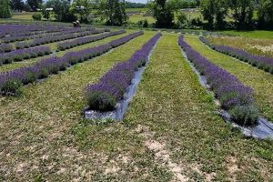Visit a Lavender Farm in Baraboo, Wisconsin | The Conscious Farmer | Sustainable Agriculture for a Healthier Planet