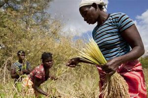 Why Farming Livelihoods Matter in Sub-Saharan Africa | The Conscious Farmer | Sustainable Agriculture for a Healthier Planet